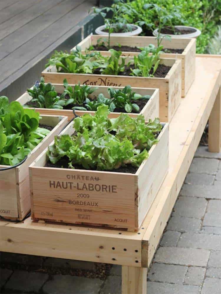 inspiring-vegetable-garden-ideas-wine-crate-leafy-greens