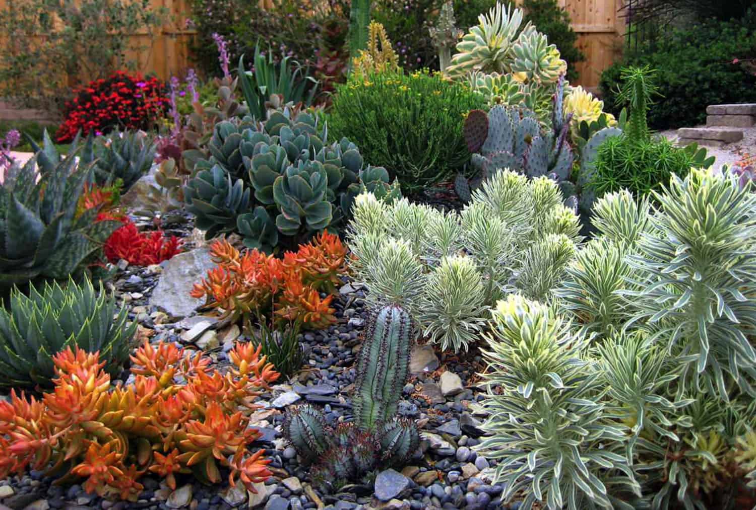 succulent-rock-garden