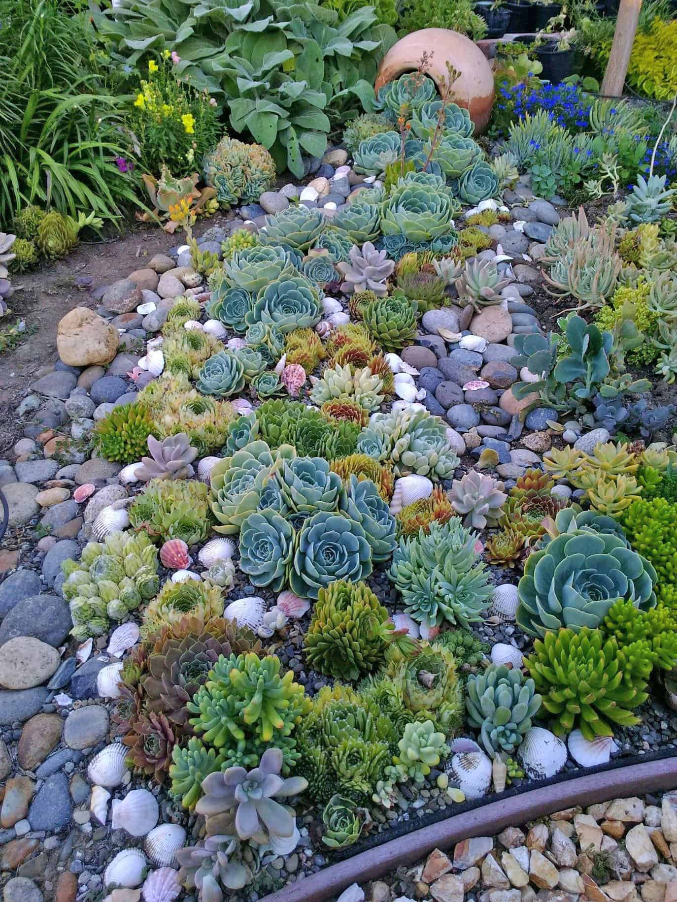 succulents-creek-bed