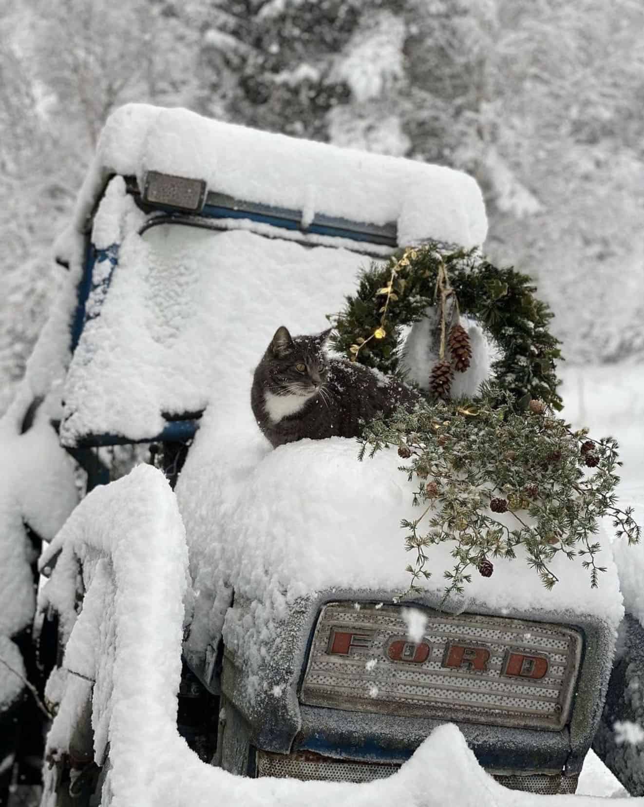 truck-decorated-for-christmas-with-a-wreath