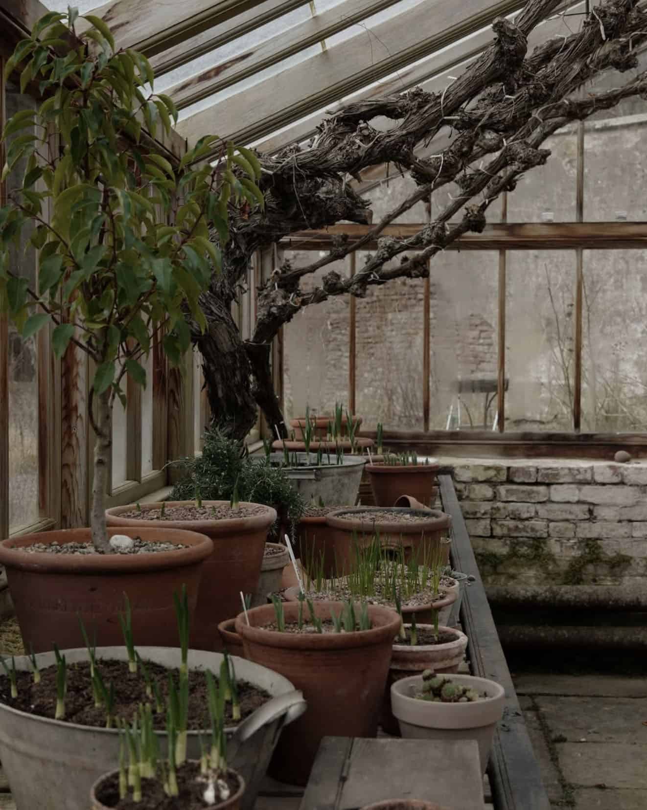 greenhouse interior with potted plants and grapevines