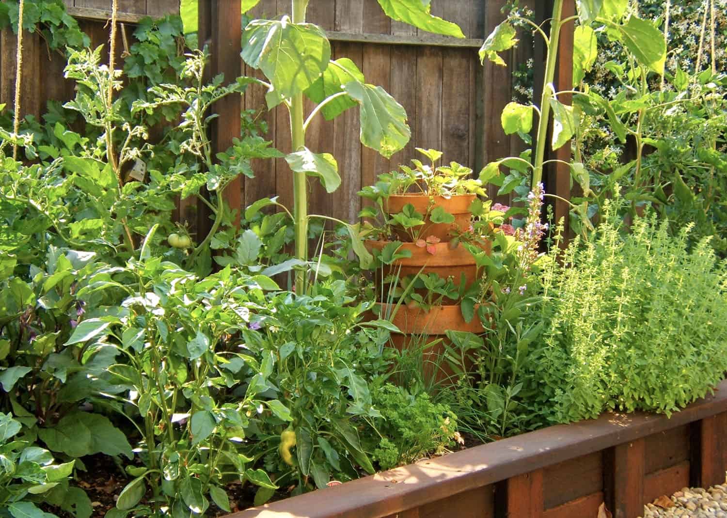 vertical vegetable gardening with a strawberry fountain