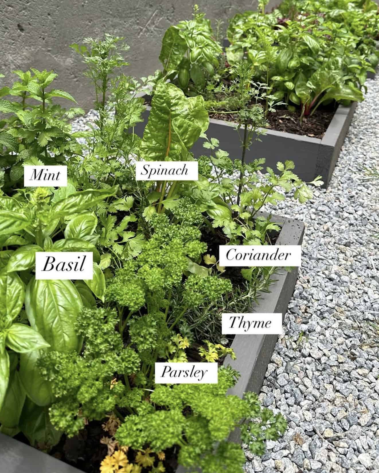 raised bed vegetable garden