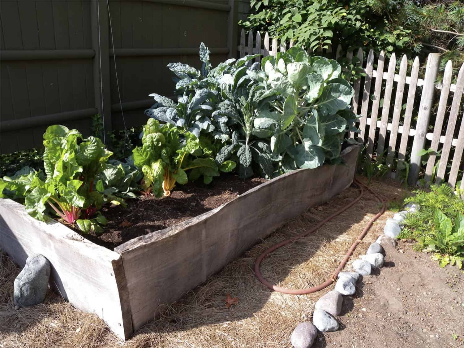 edible vegetable garden in a raised bed
