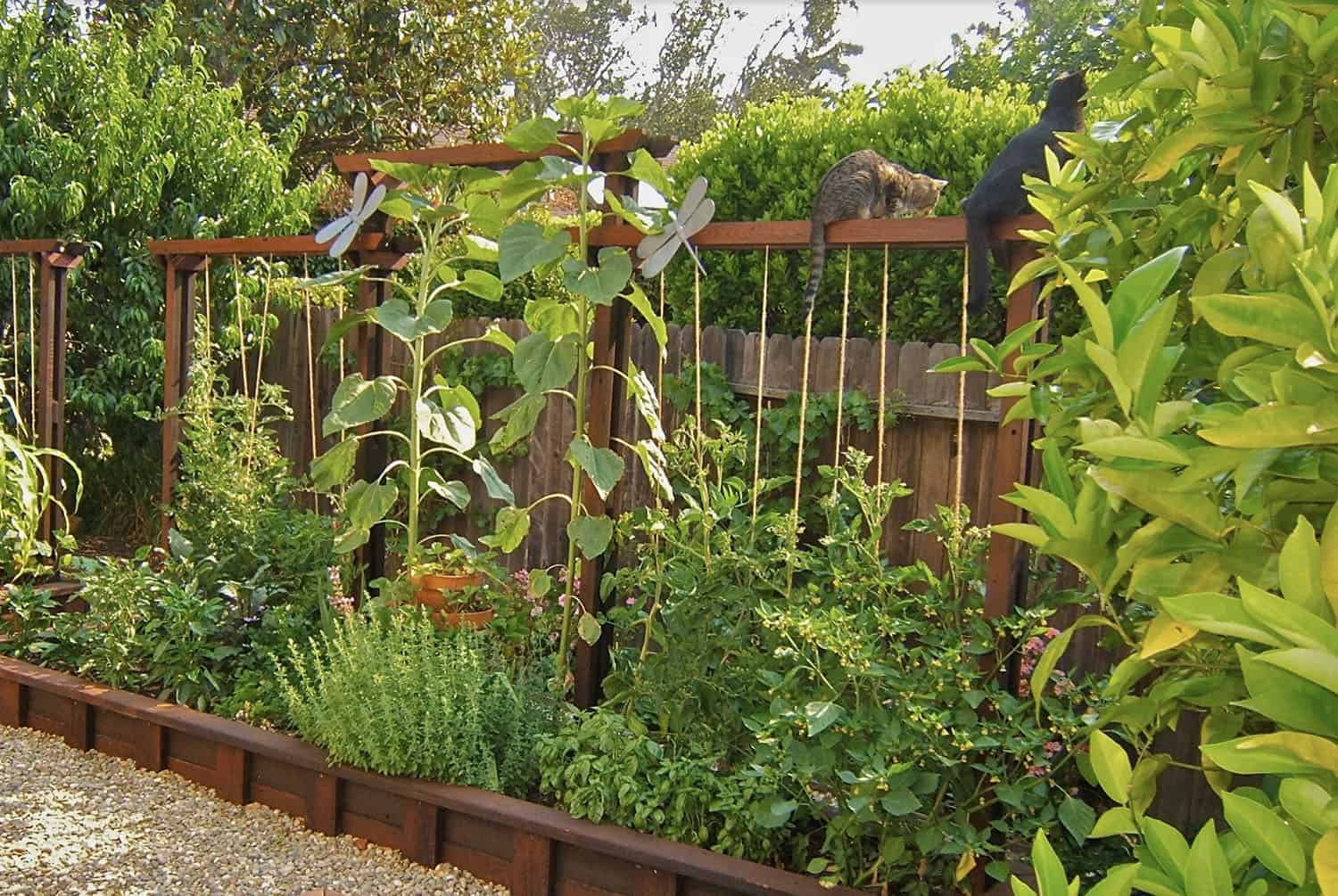 vertical vegetable gardening
