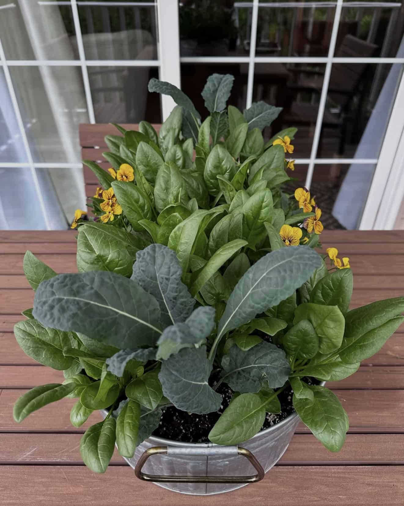 small tub with vegetables growing in soil displayed on a table
