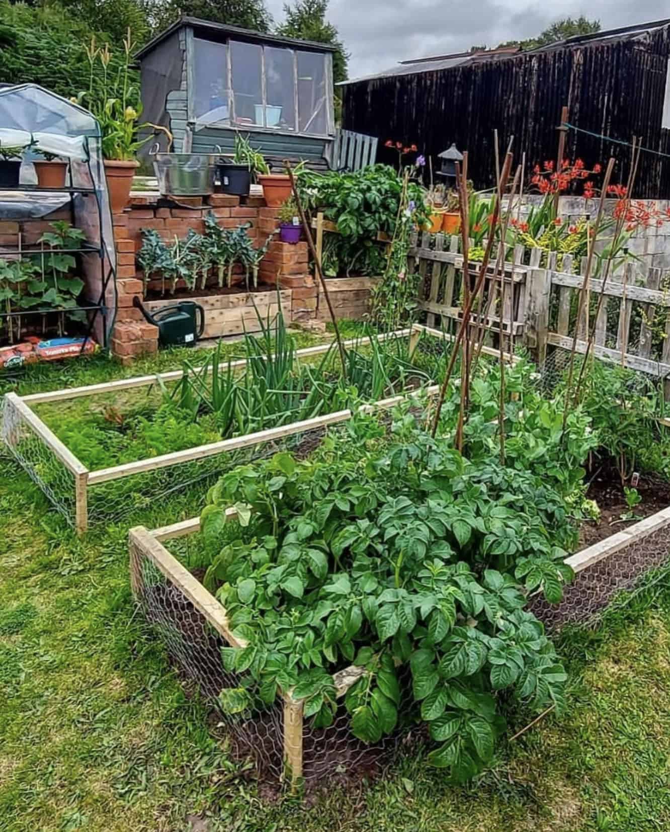 kitchen garden with raised beds