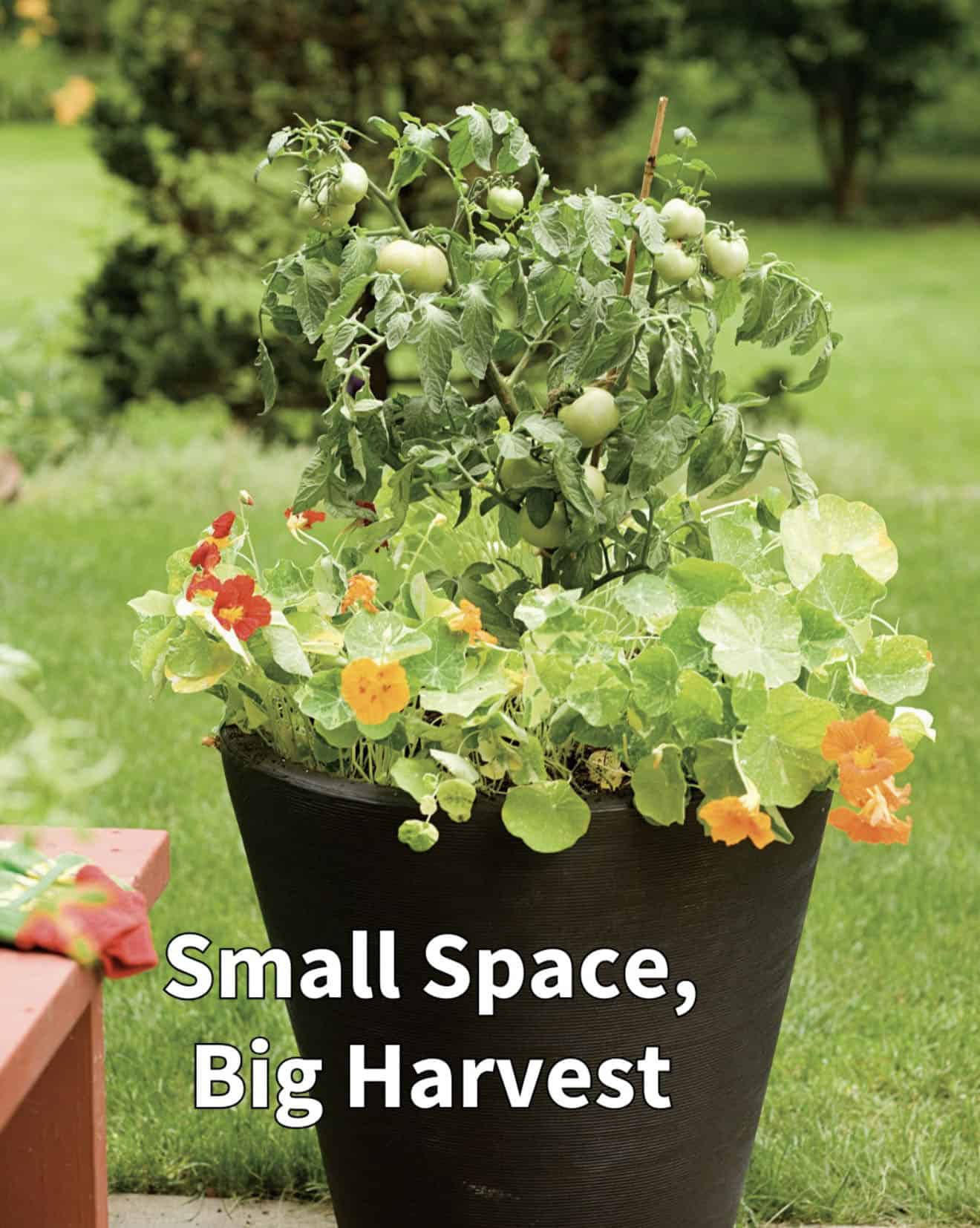 vegetable garden in a pot
