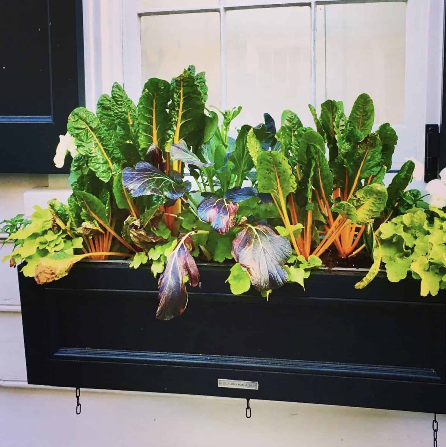 window box full of lettuces