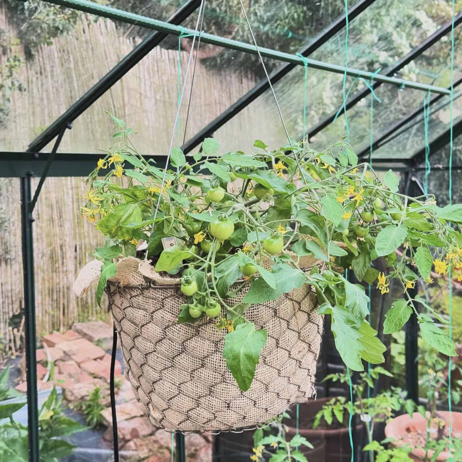 hanging basket with cherry tomatoes