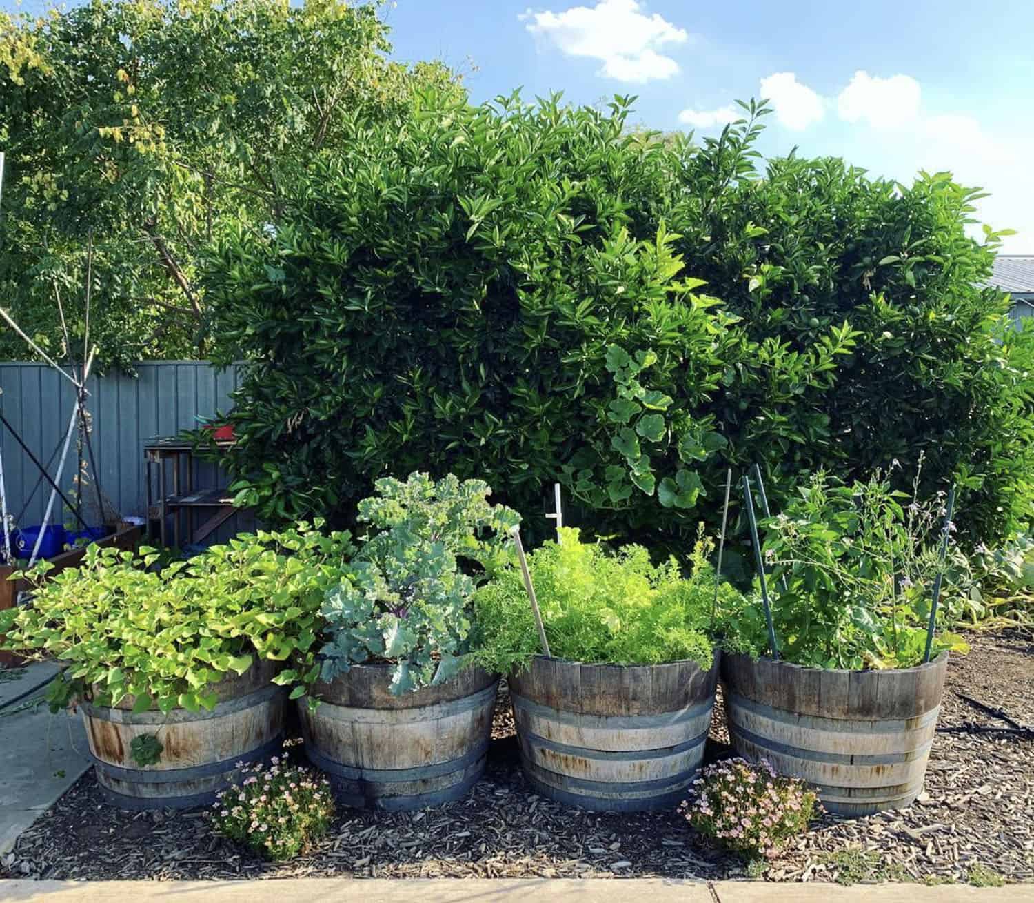 half barrel vegetable planters