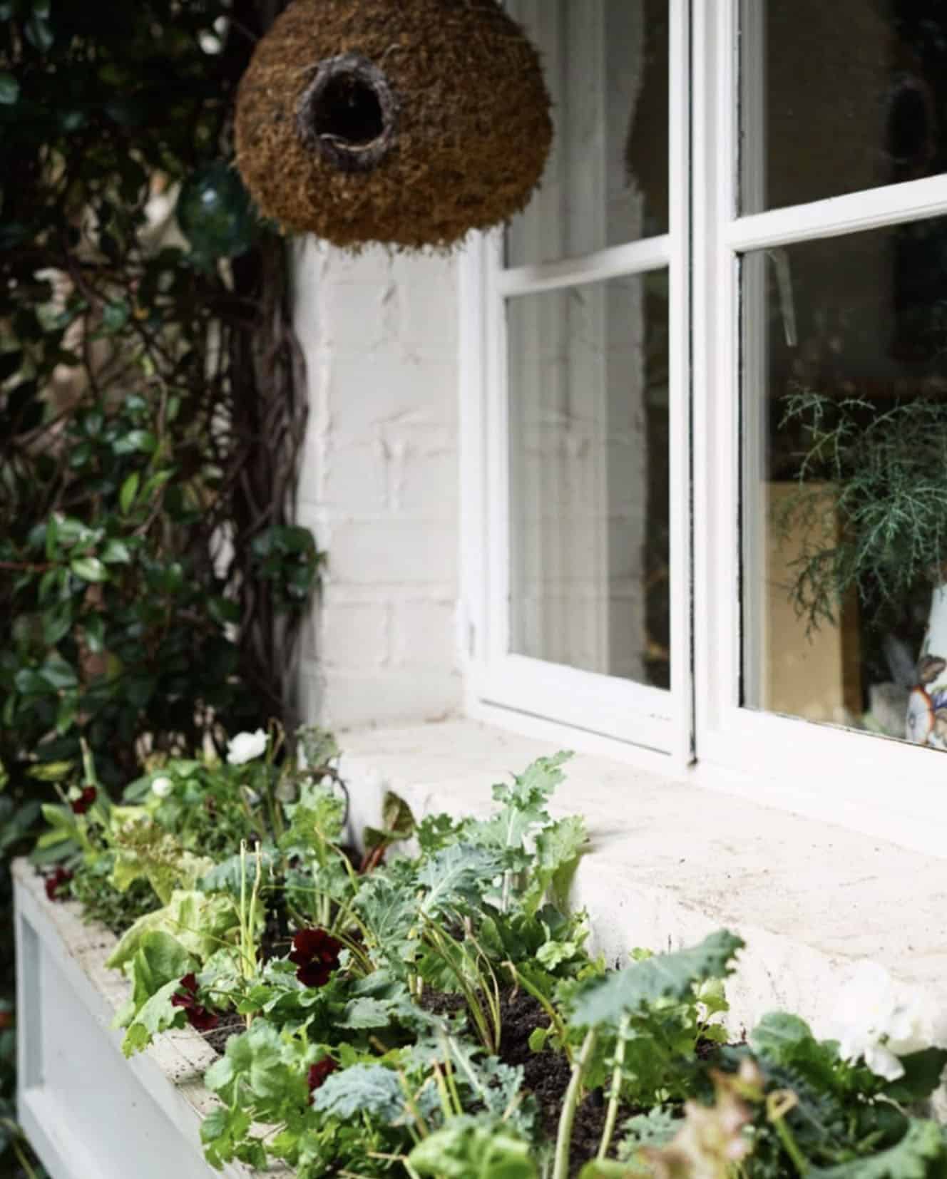 edible kitchen window box