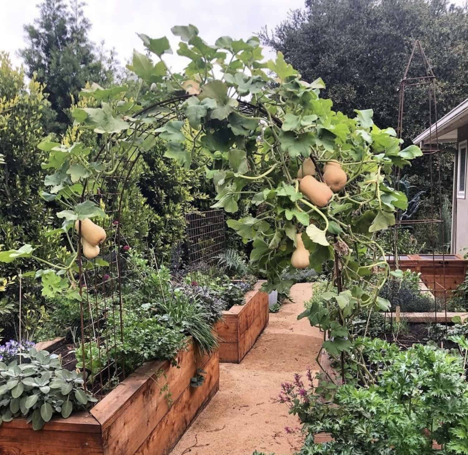 garden trellis with butternut squash