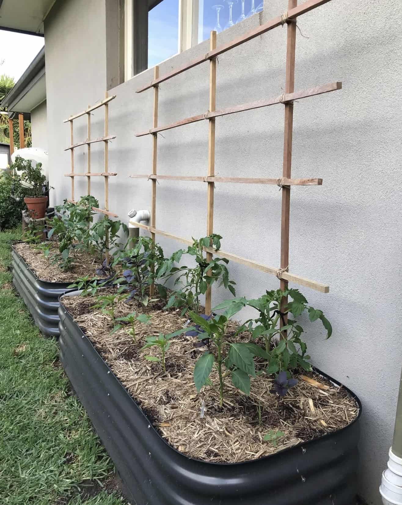 trellis vertical vegetable climber