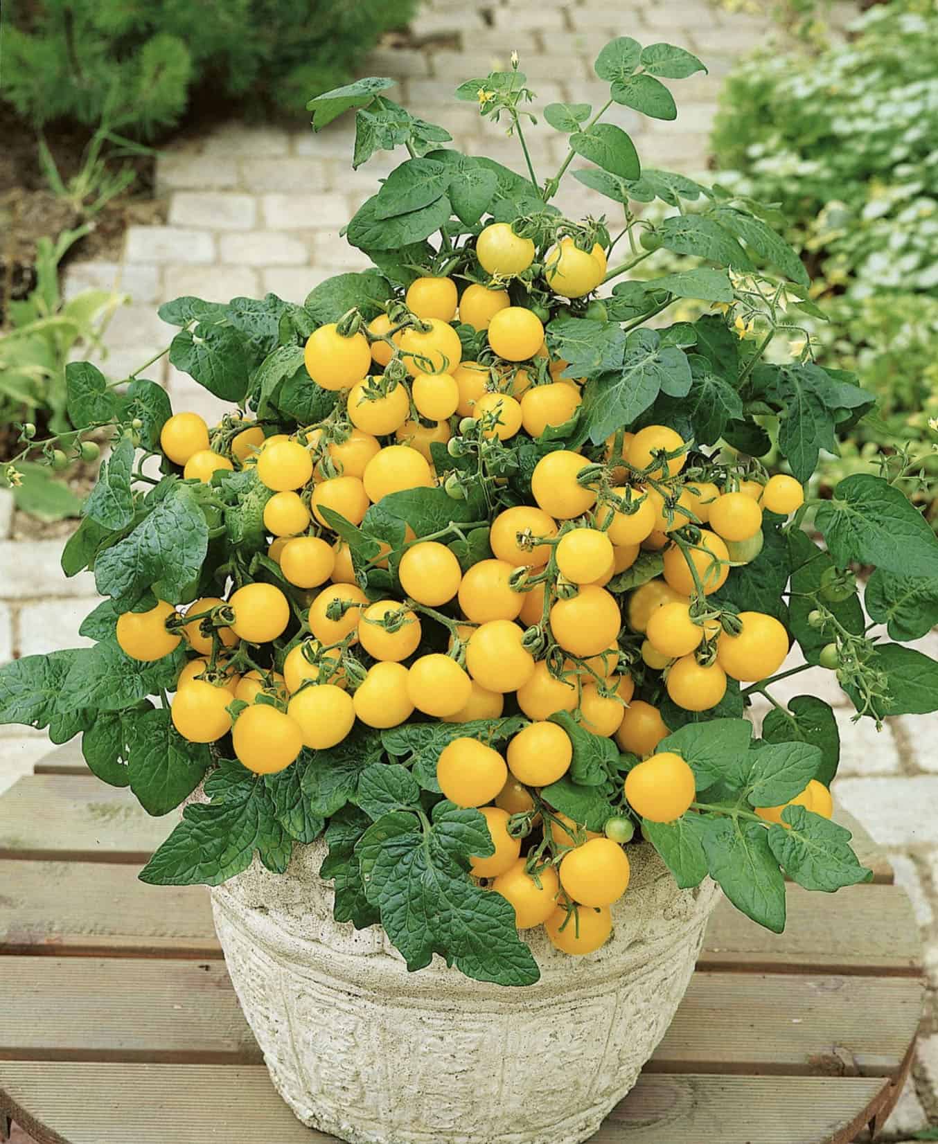 container garden with yellow tomatoes