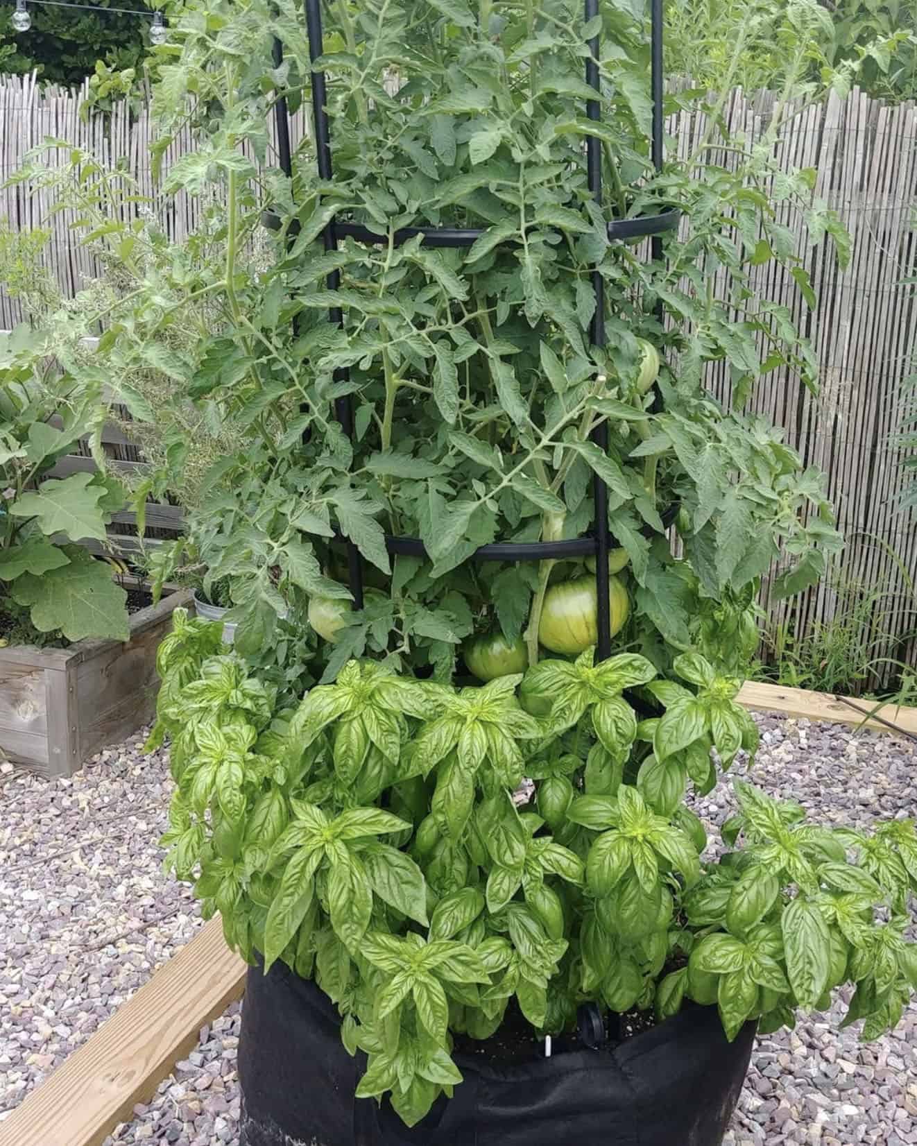 grow bag with tomatoes