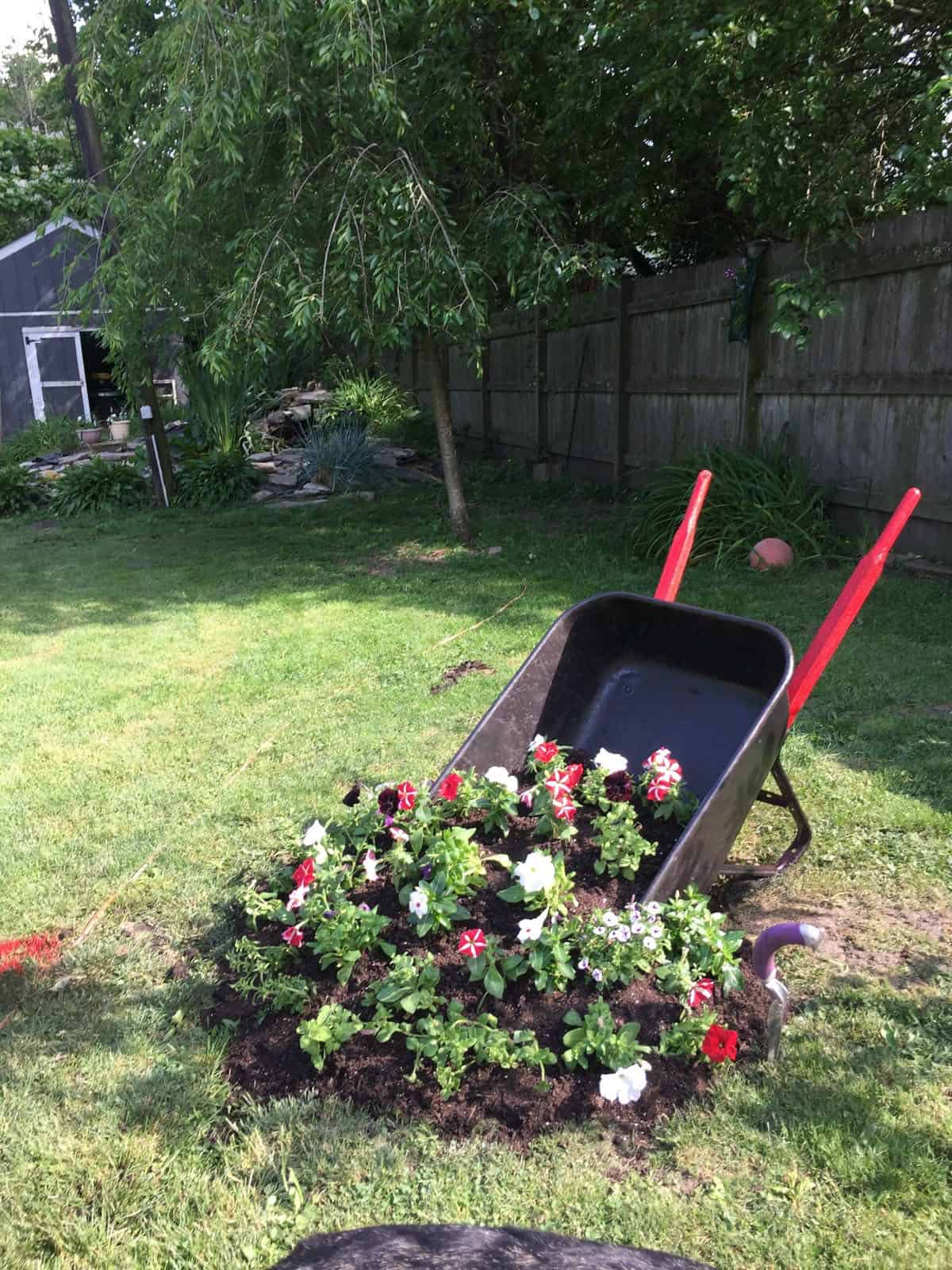 flowers spilling out of a tipped wheelbarrow