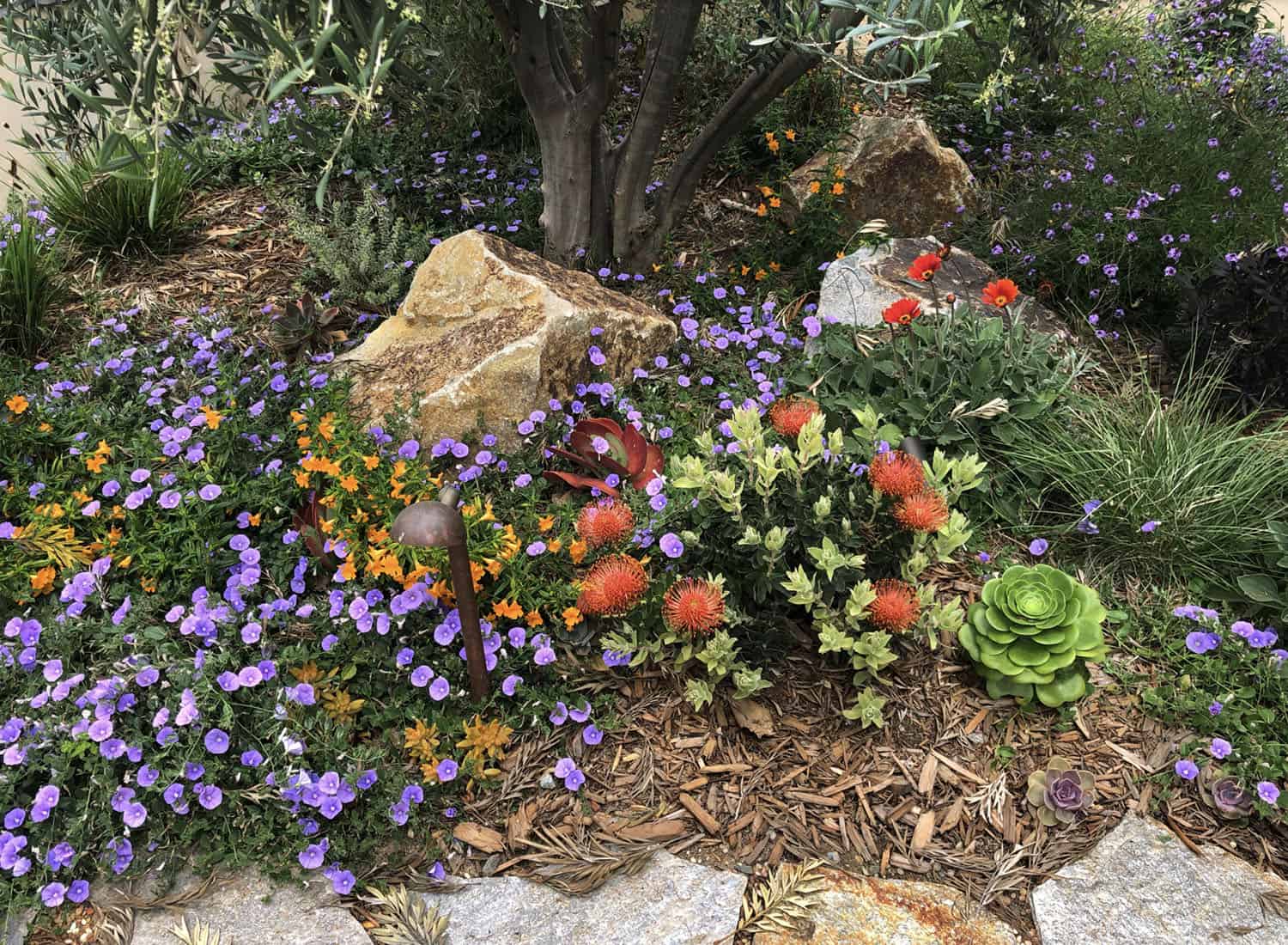 drought-tolerant small flower bed