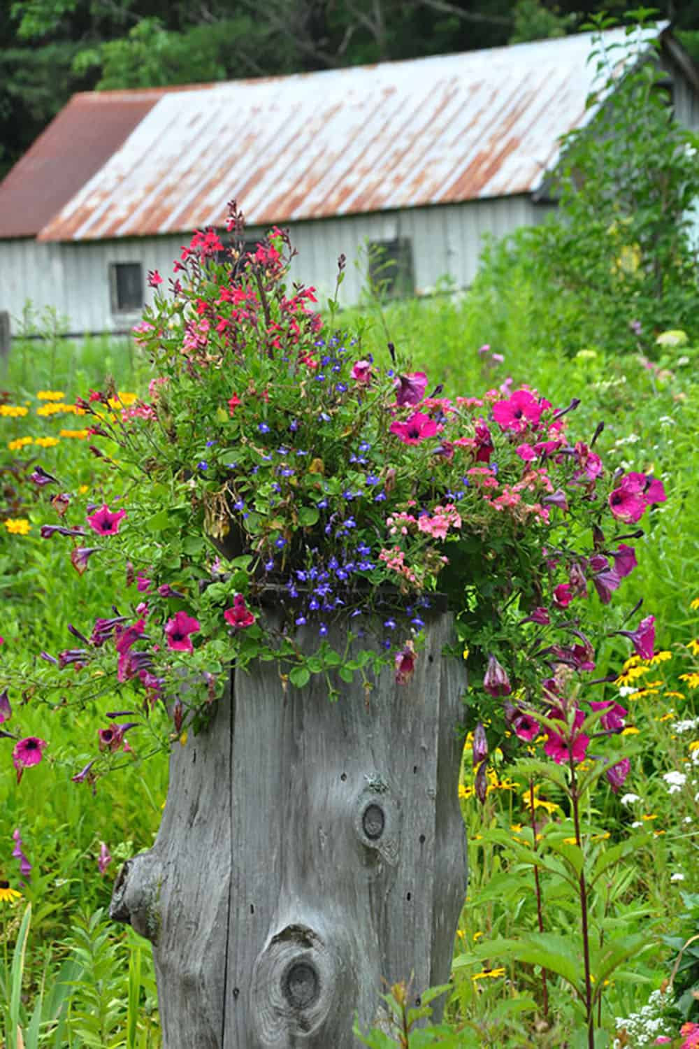 tree stump with flowers growing from it