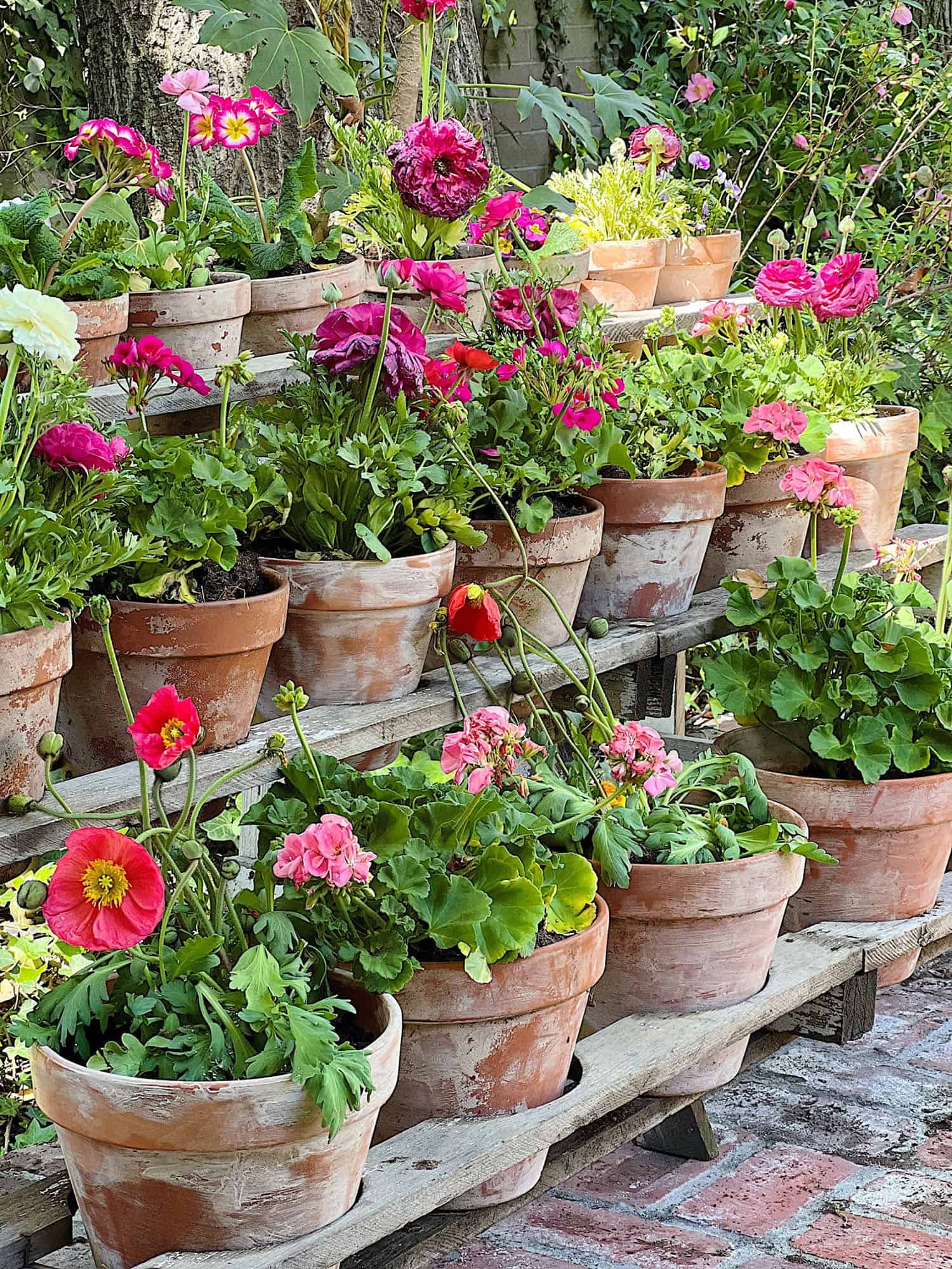 potted garden
