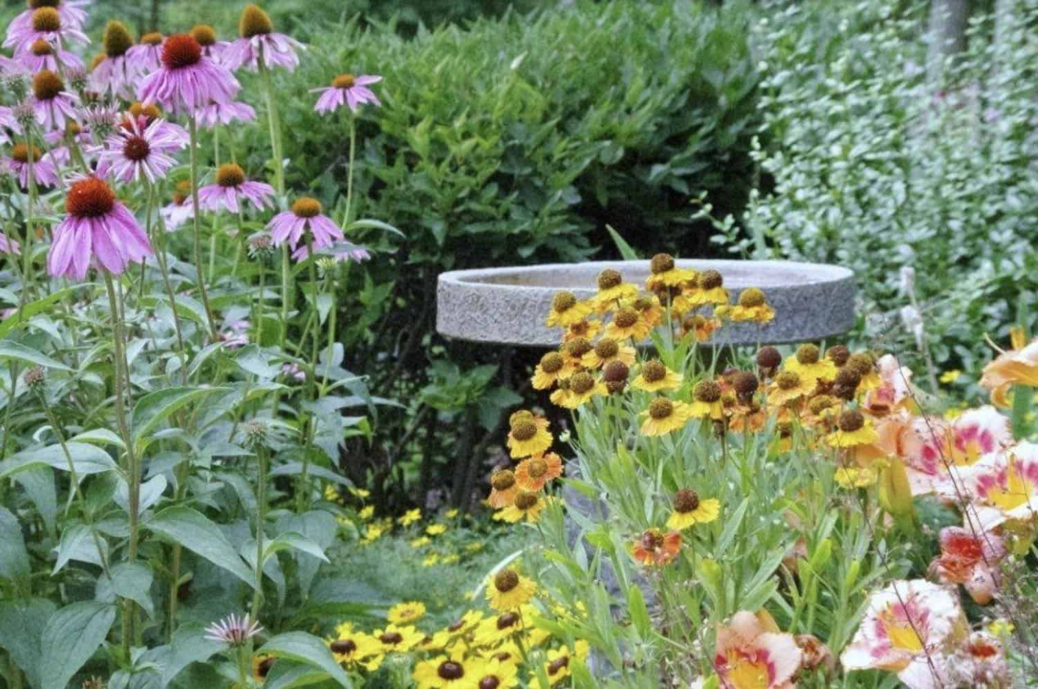 flower garden with tall flowers that draw the eye upward