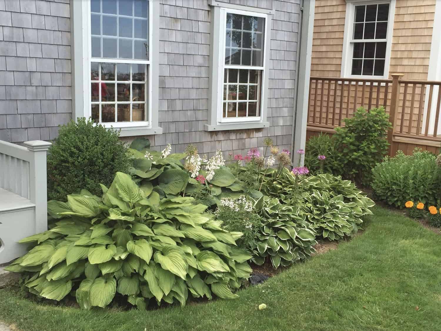 small front garden bed with hostas
