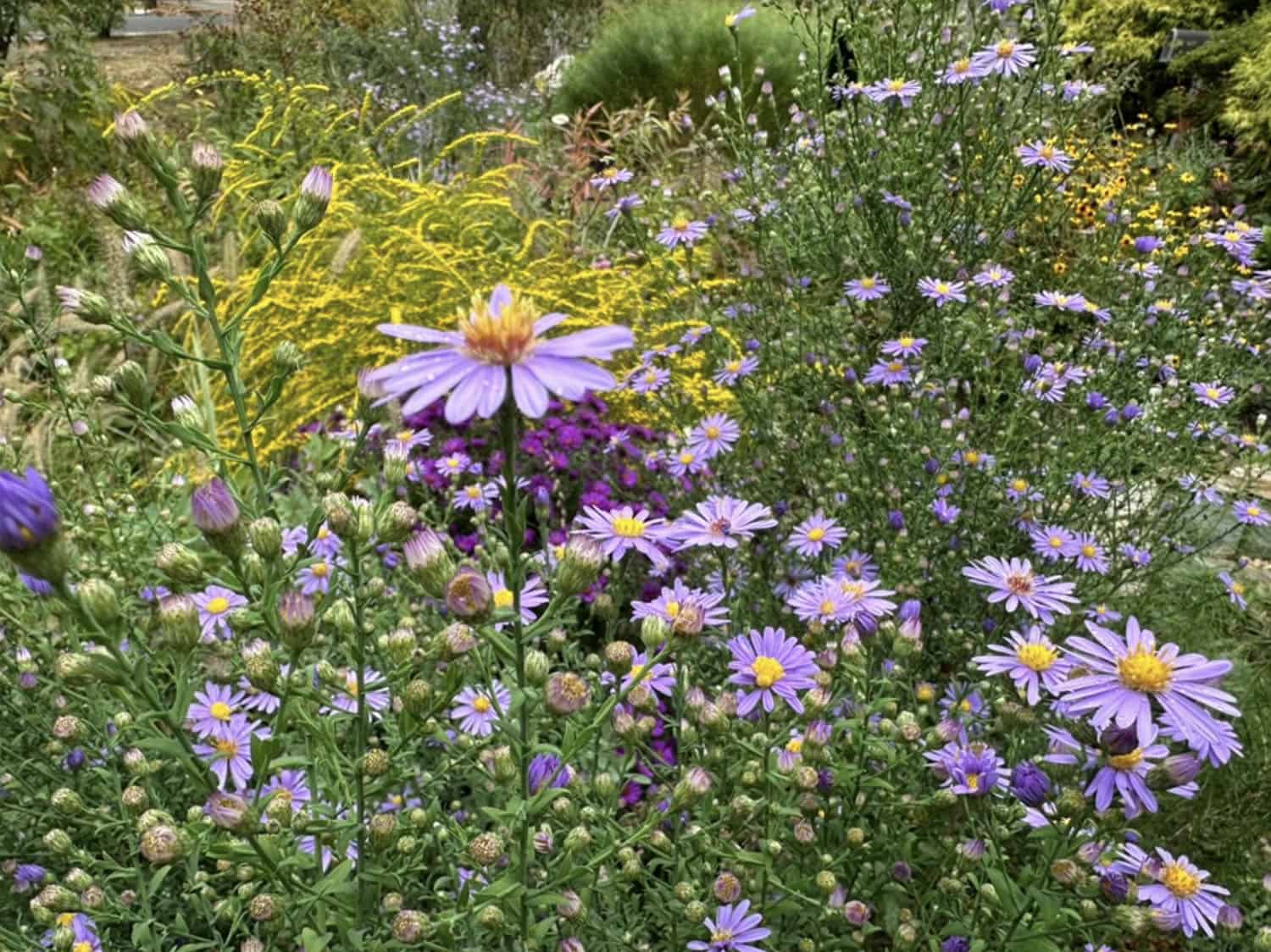 rain garden with purple blooming asters and yellow goldenrod