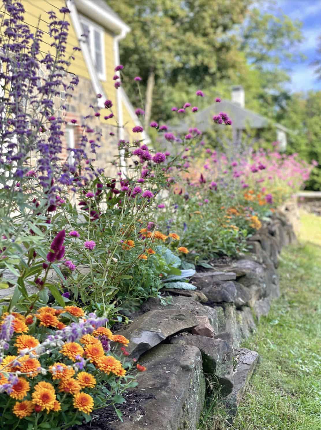 Cottage garden with Verbena, Gomphrena, Russian Sage, and Mums