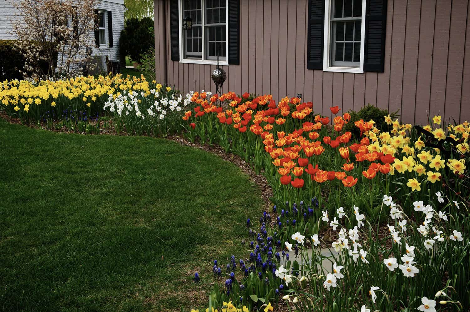 front yard garden with tulips, daffodils, and grape hyacinth