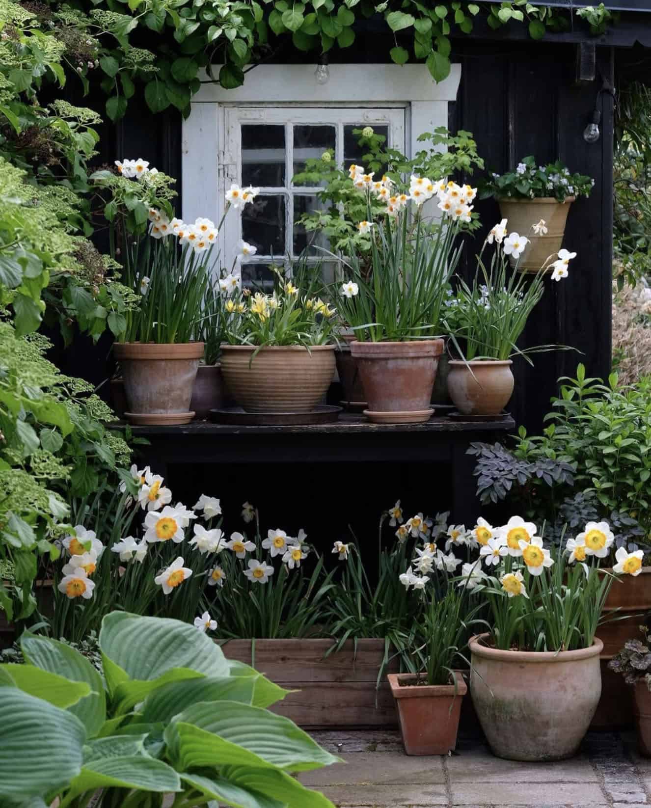 shady garden corner