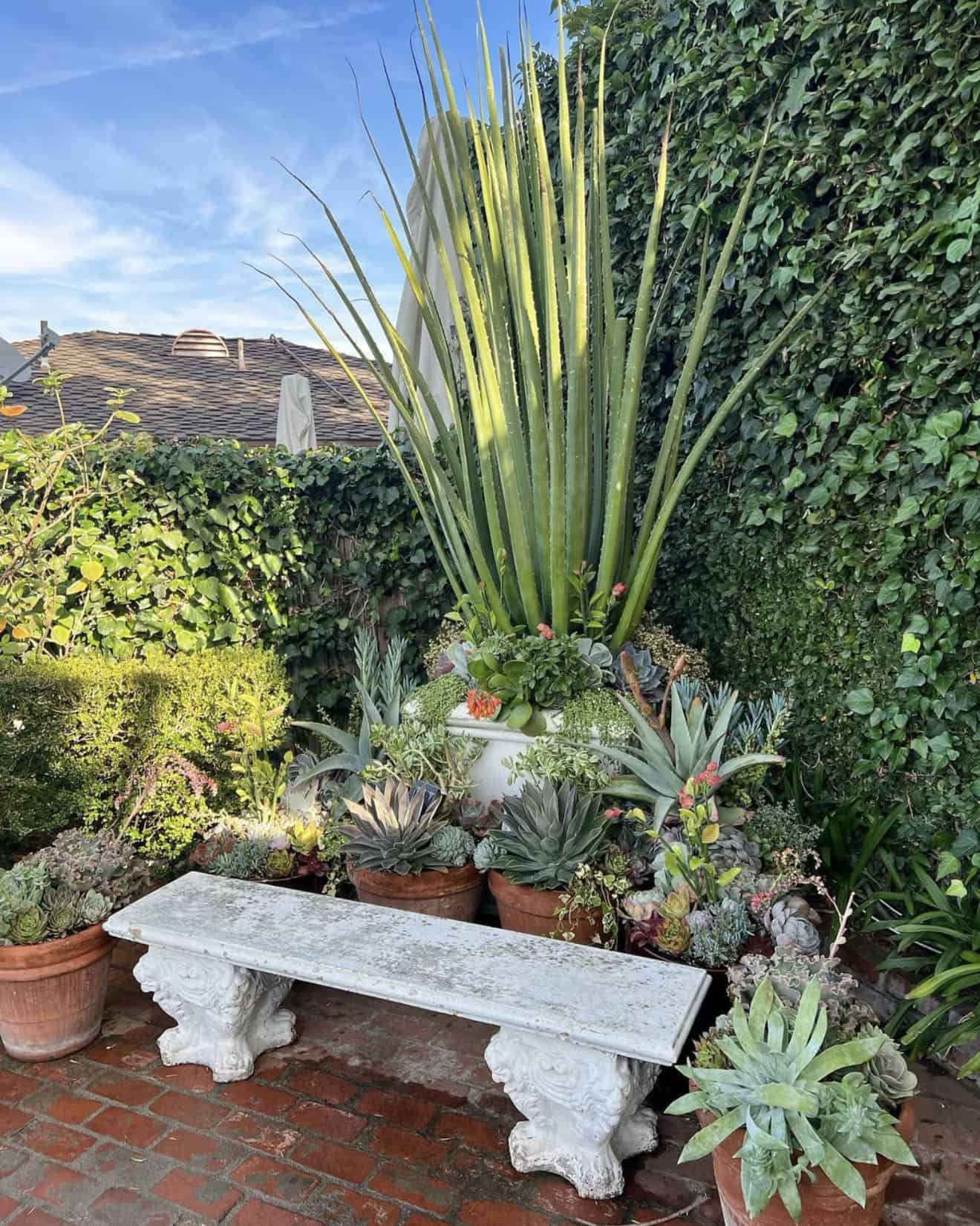 corner succulent garden