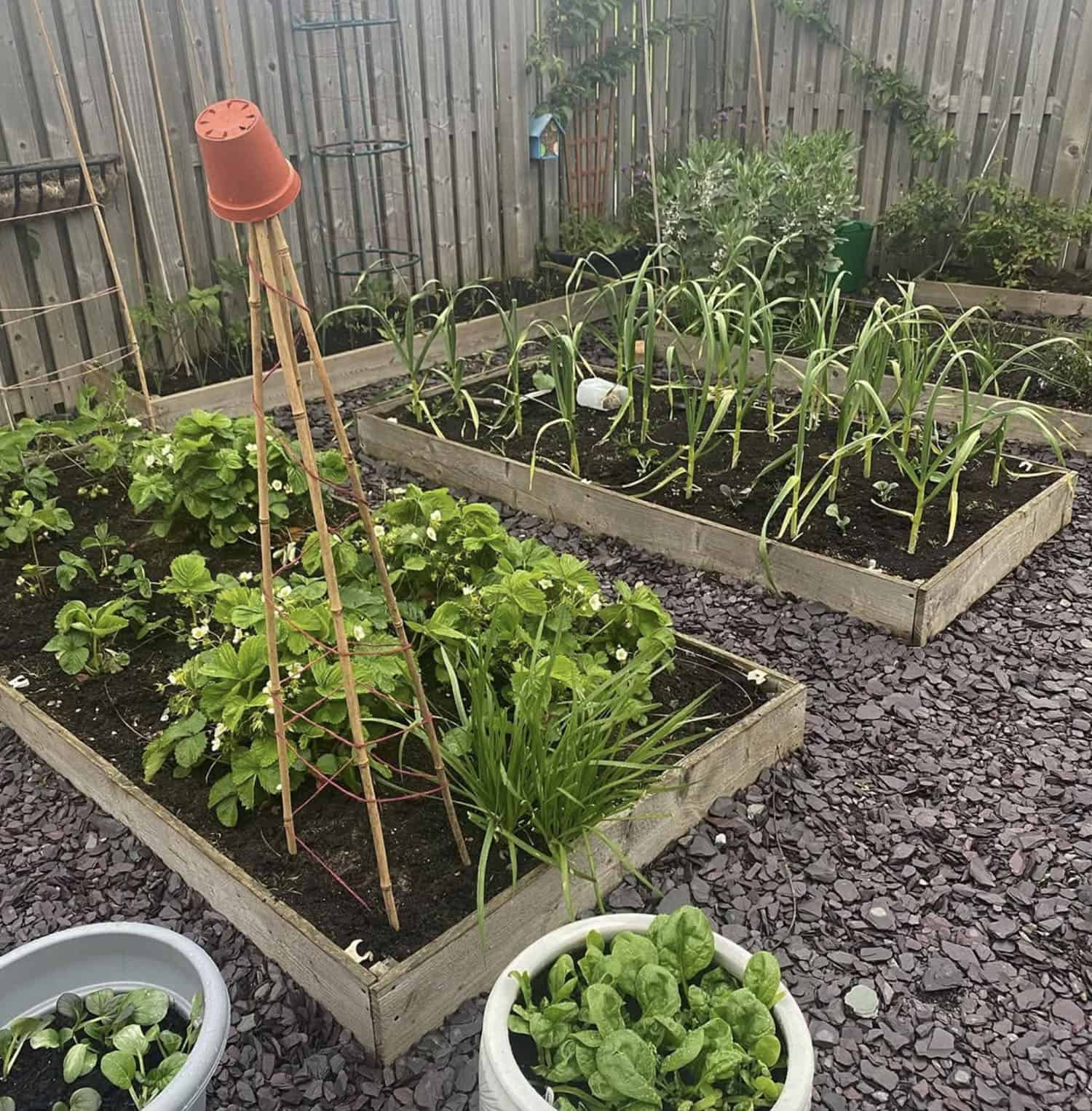 corner vegetable garden