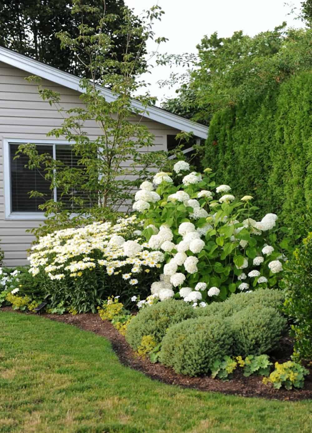 corner garden with whitehydrangeas
