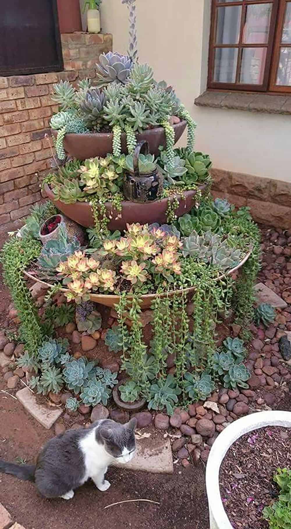 corner succulent garden