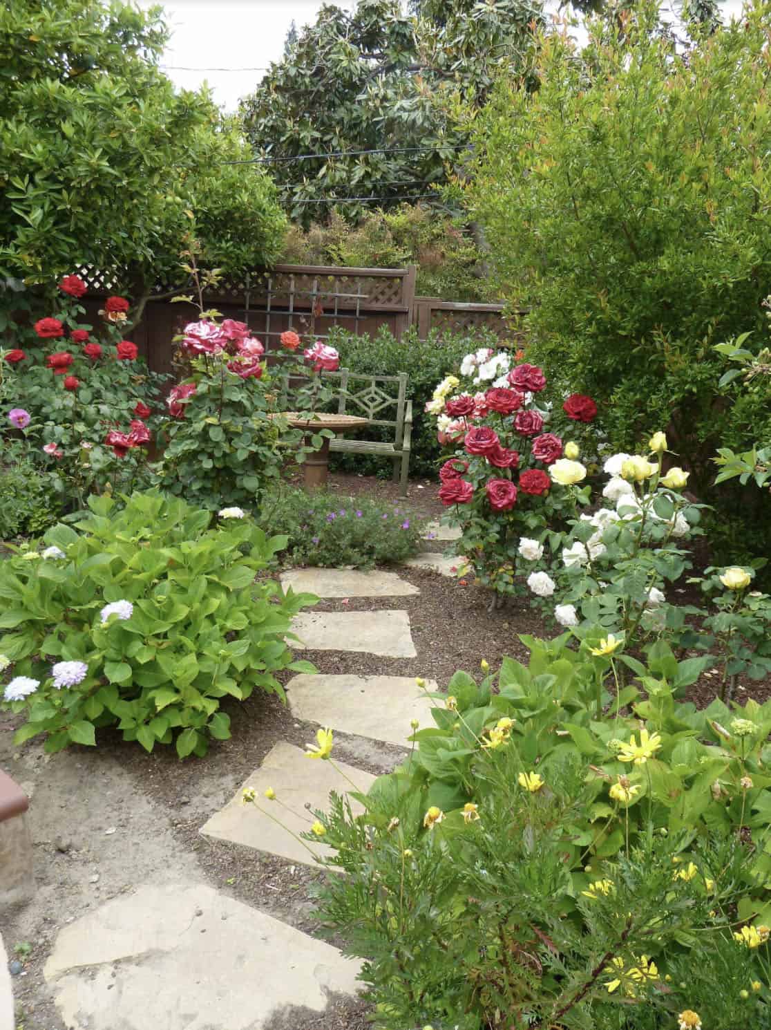 mediterranean style rose garden