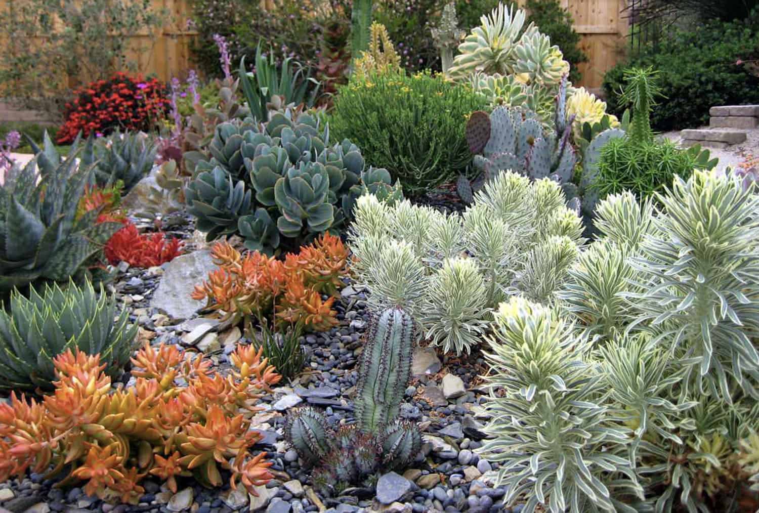 small succulent garden
