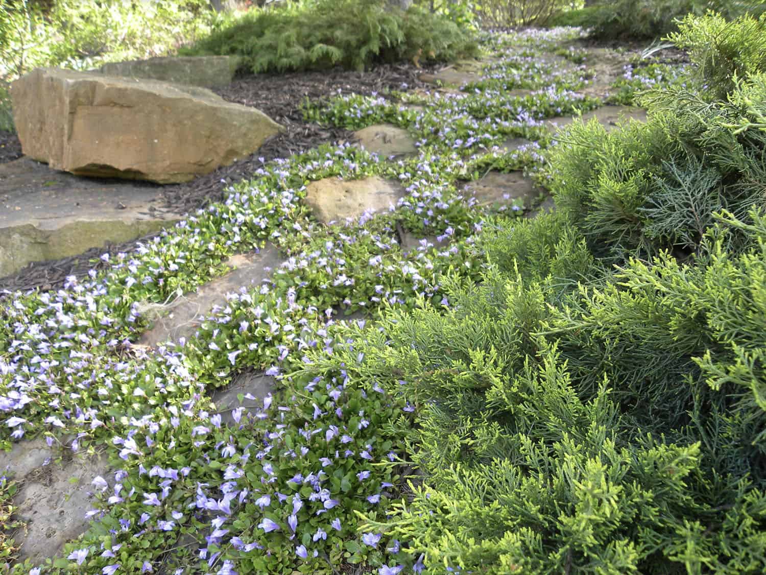 shaded landscape garden with a pathway