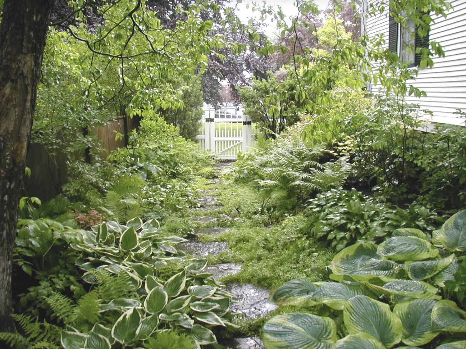 shade garden with a pathway