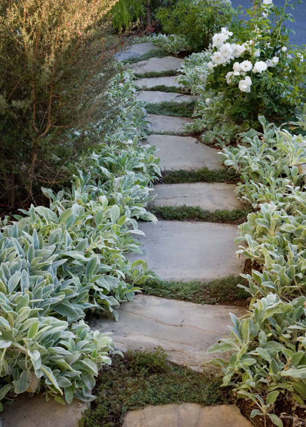 flagstone pathway with ground cover
