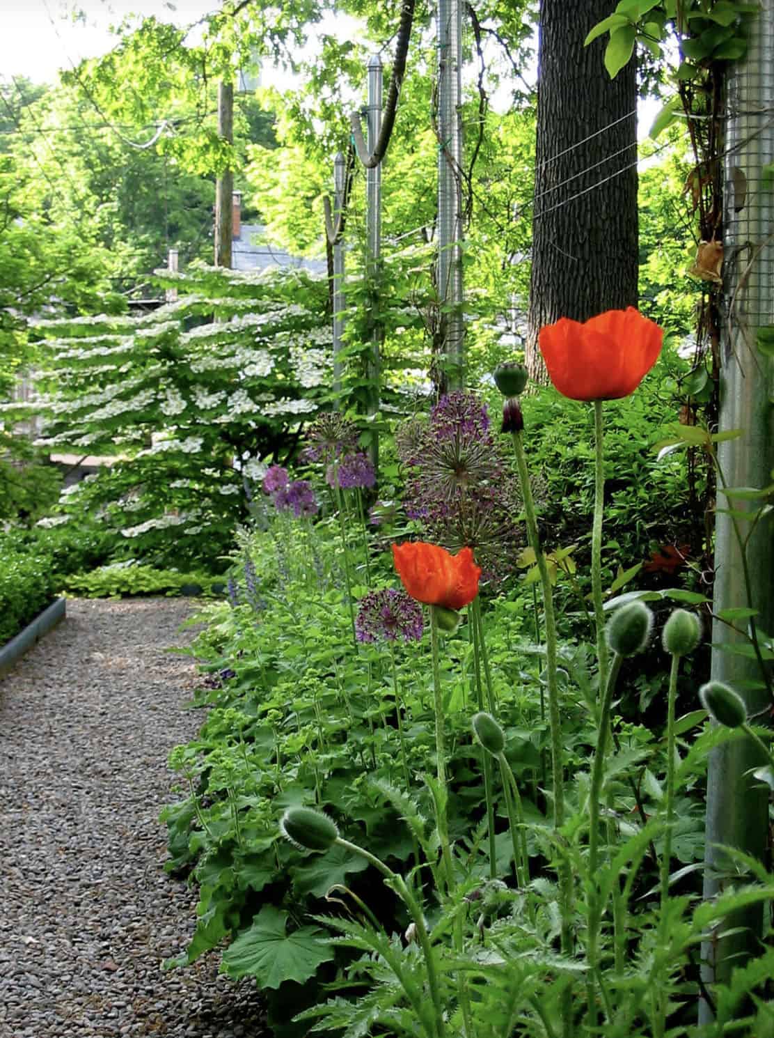 gravel pathway with gardens