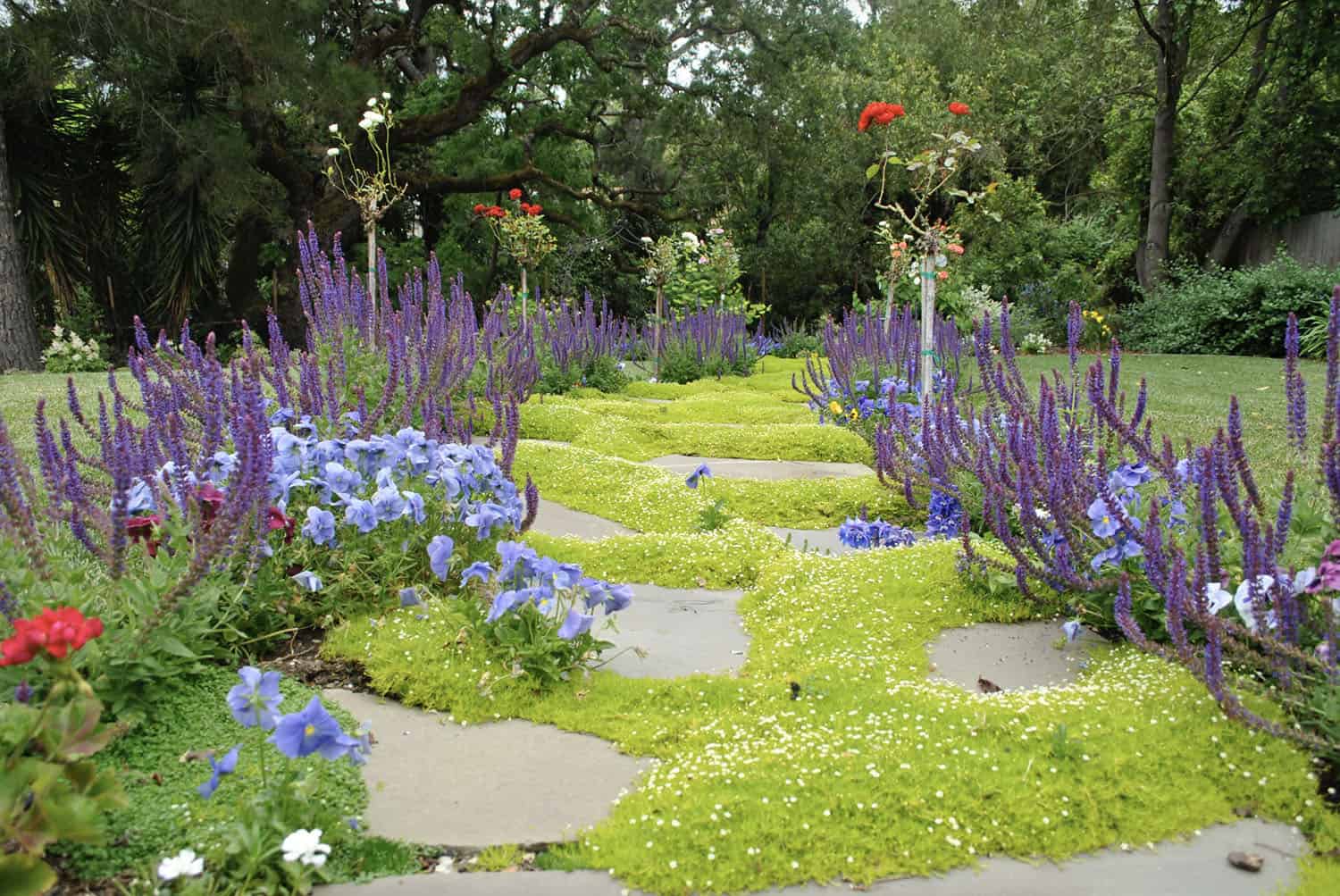 flagstone garden pathway with scotch moss ground cover 
