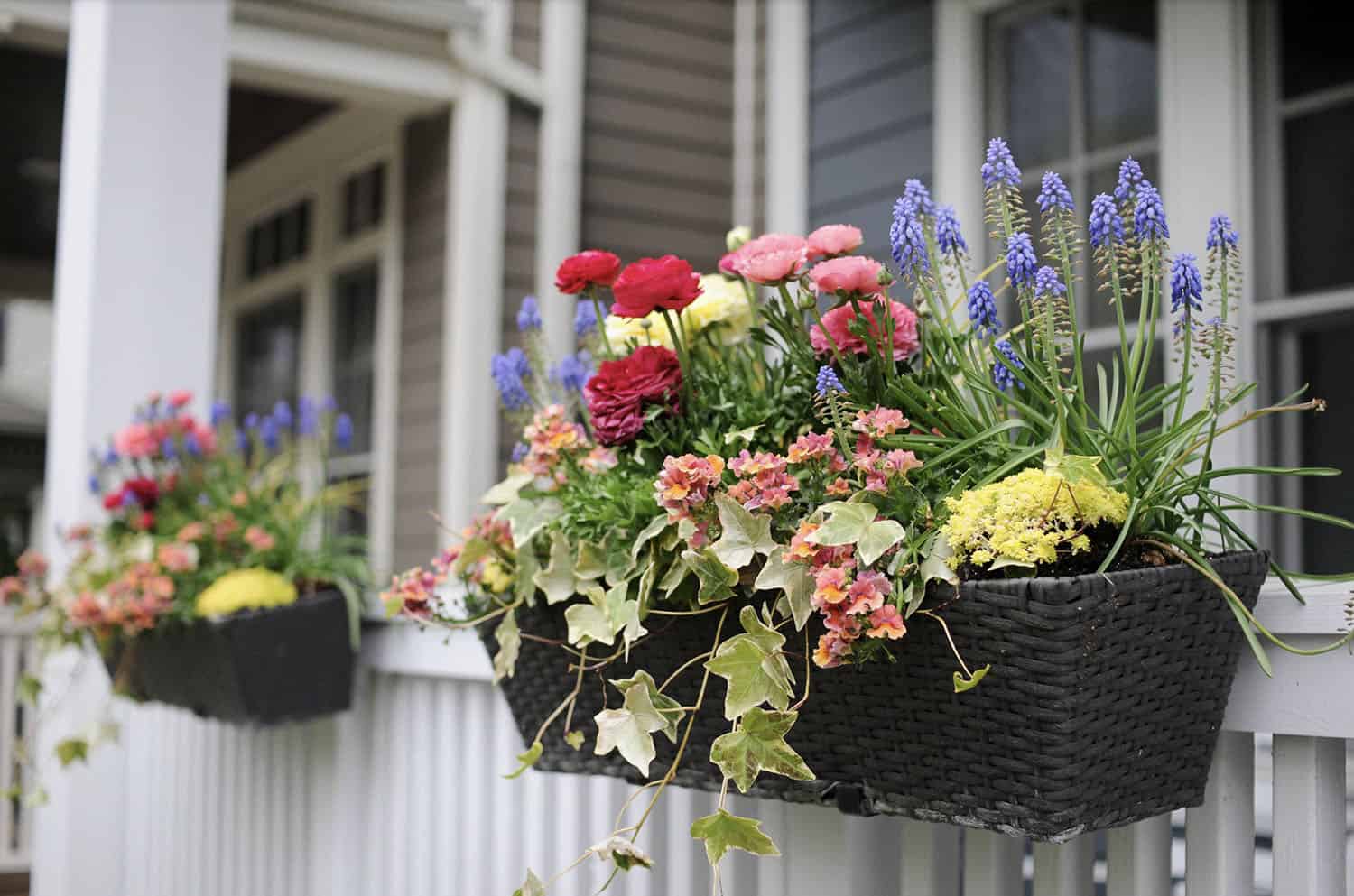 flowers in window boxes