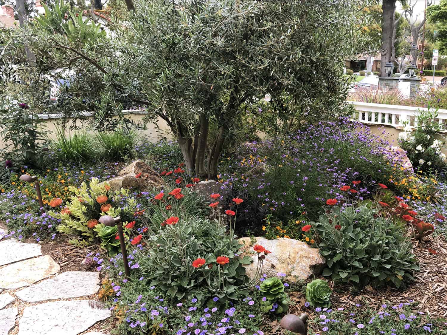 xeriscape front lawn