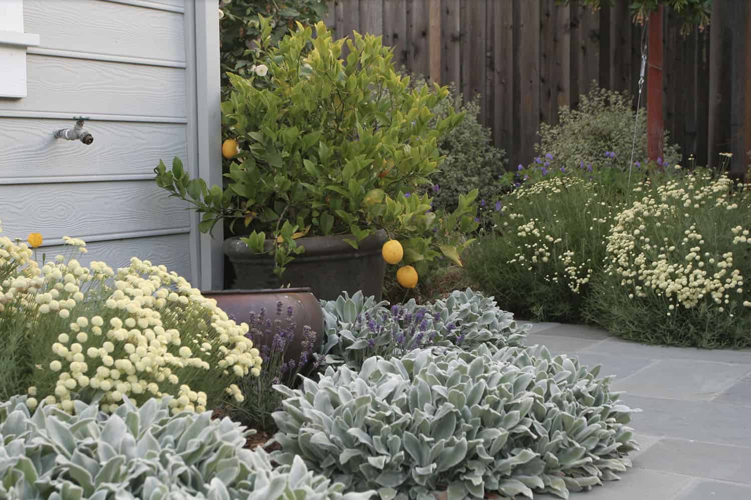 small front yard garden with a water feature