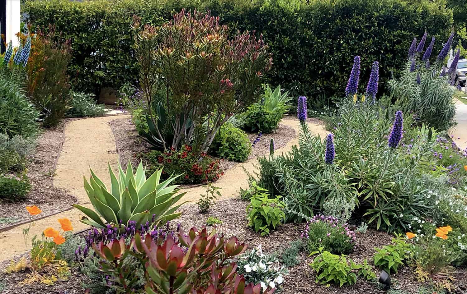 Mediterranean style drought-tolerant garden