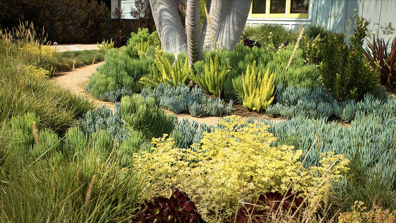 low maintenance coastal garden