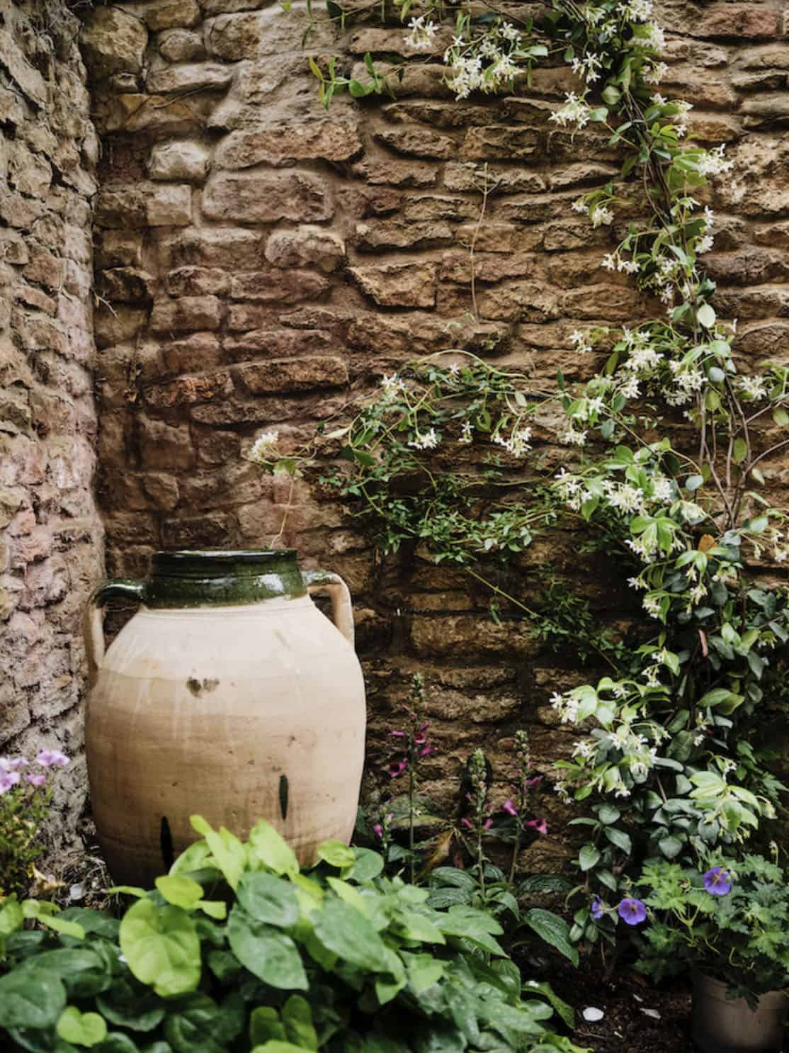 small garden with climbing vines and a pot
