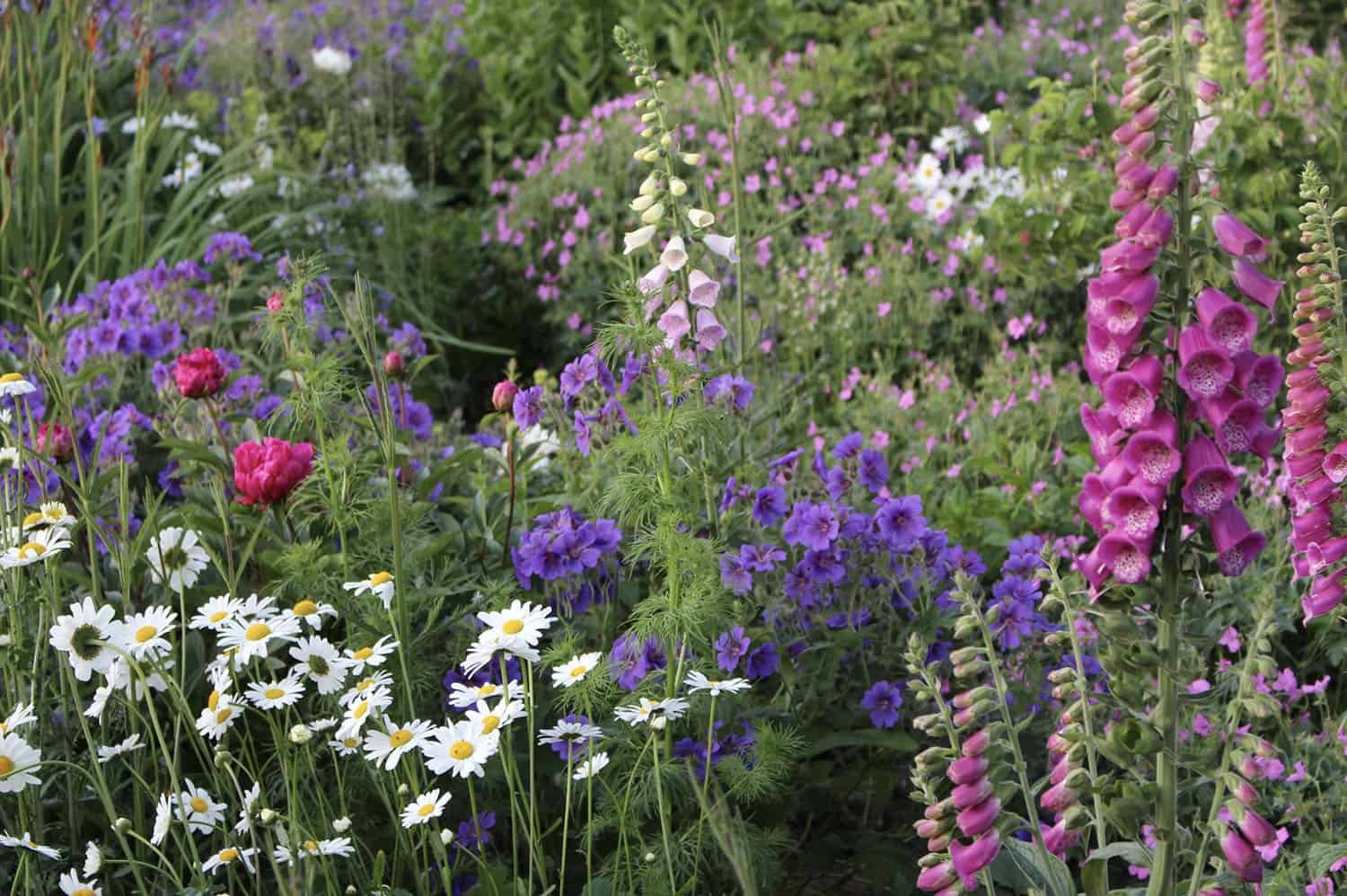 charming cottage garden