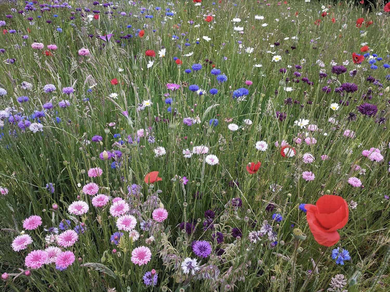 dreamy wildflower meadow garden