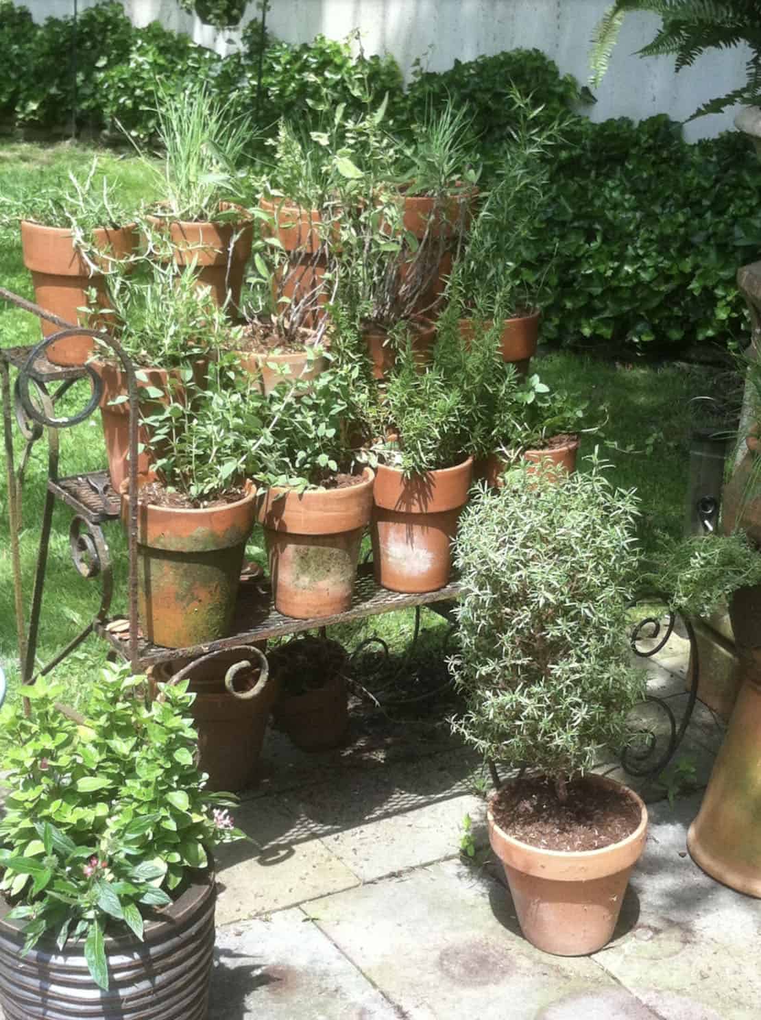 herb garden in terra cotta pots